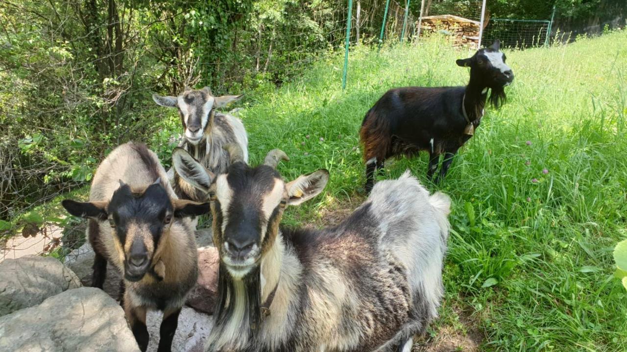 Ferienwohnungen Koflerhof Castelrotto Εξωτερικό φωτογραφία